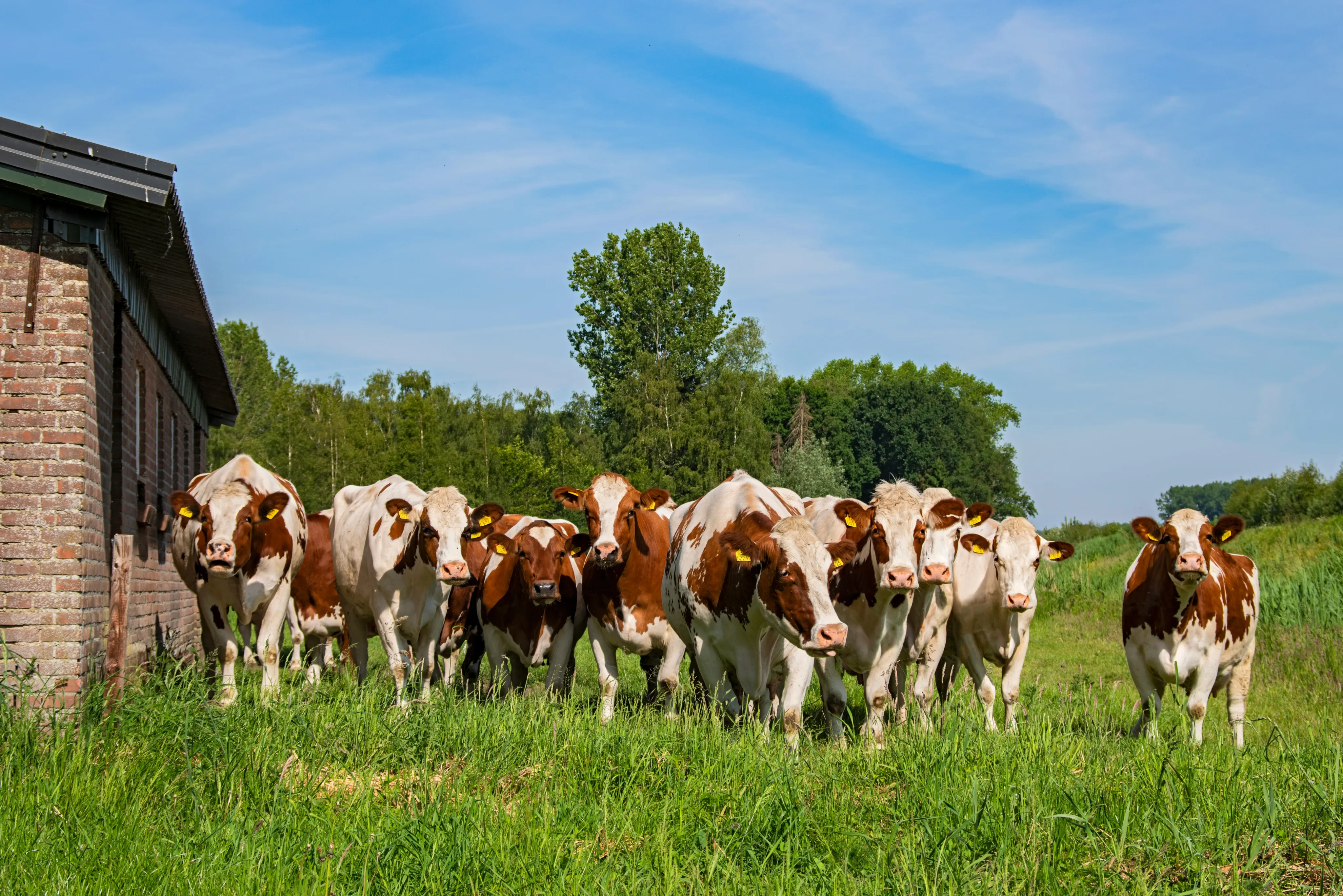 Vaches de la ferme Combe d'Humbert au pâturage