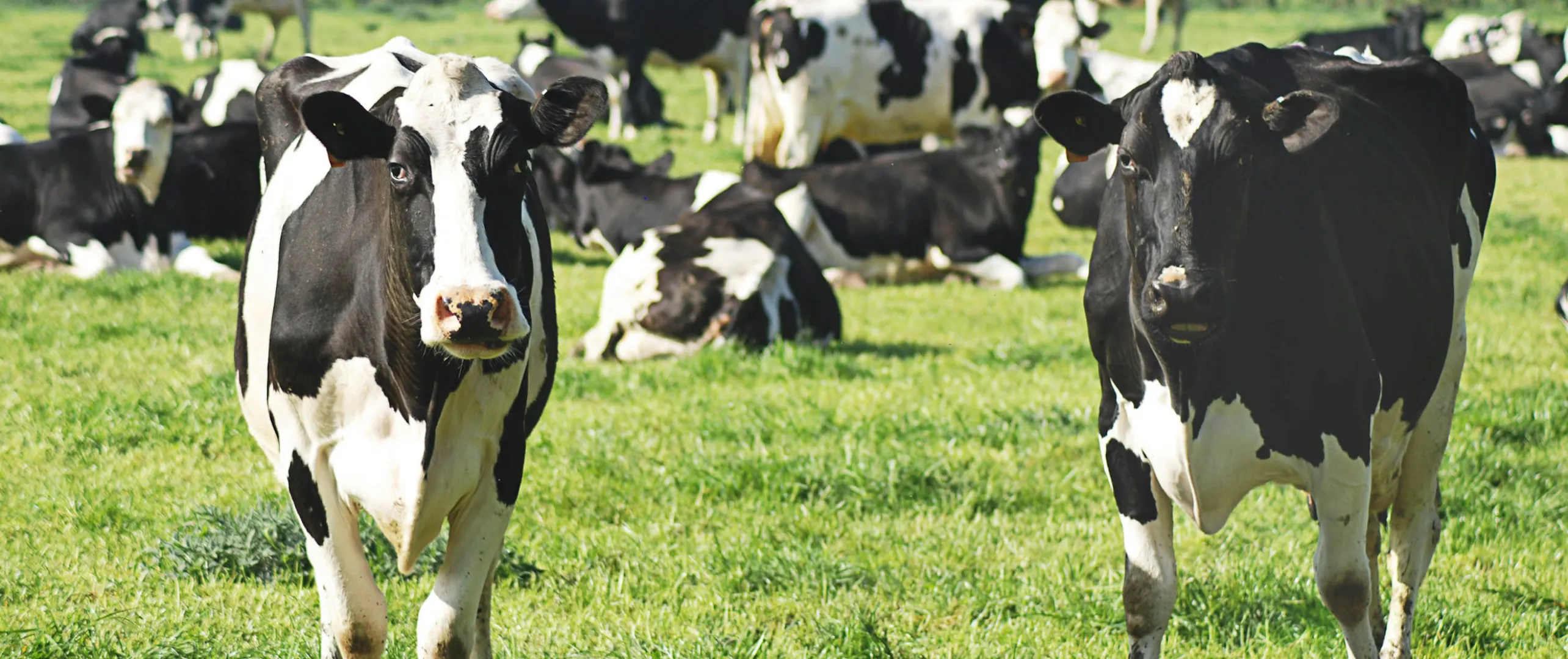 Vaches au pâturage à la ferme Combe d'Humbert