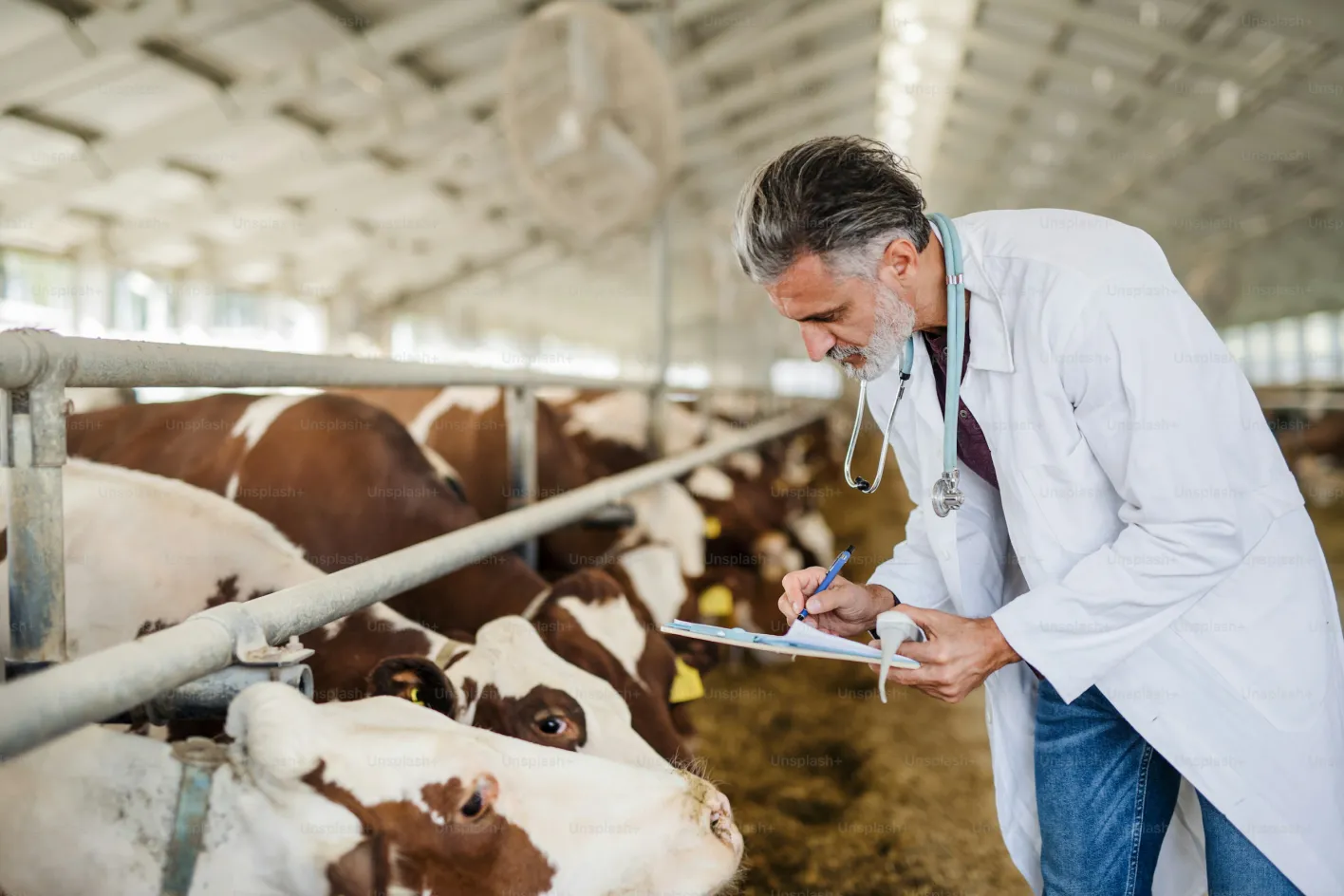 Agronome prenant soin du troupeau à l'étable